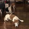 . Roscoe (basset) & Diana (beagle) .