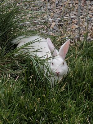 . Milo and Aero (bonded pair) .