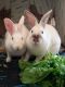 . Milo and Aero (bonded pair) .