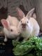 . Milo and Aero (bonded pair) .