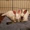 . Milo and Aero (bonded pair) .