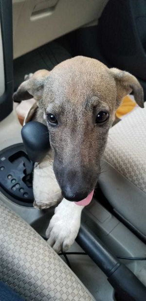 . Zouzou Egyptian Tripod Puppy .
