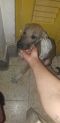 . Zouzou Egyptian Tripod Puppy .