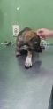 . Zouzou Egyptian Tripod Puppy .