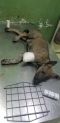 . Zouzou Egyptian Tripod Puppy .