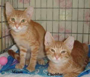 . Cheddar .