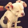 . Professor Stanford P. Marshmallow .