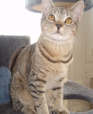 . Arya .