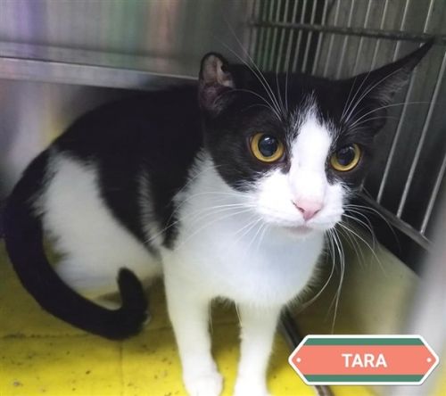 . Tara .