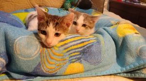 Photo of Otto & Tink