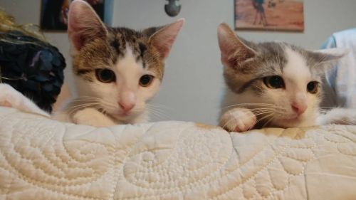 Photo of Otto & Tink
