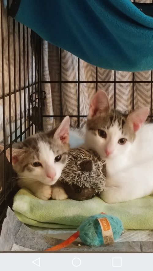 Photo of Otto & Tink