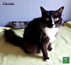 . Charlie .