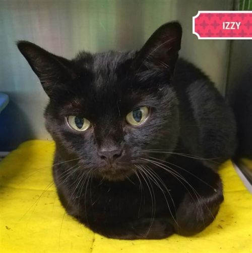 . Izzy .