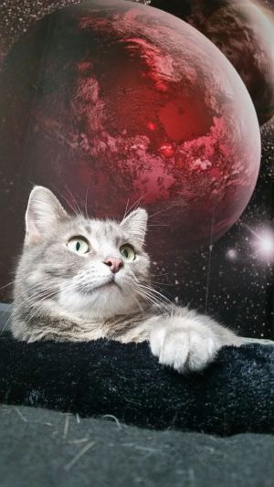 . Nikki .