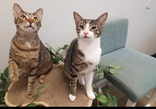 . Dumbo & sister Delilah .