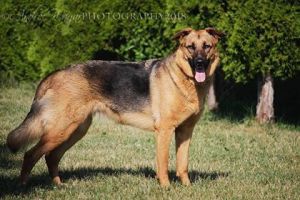 . FOSTER or FOREVER HOME REQUIRED : Shyla .