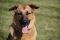 . FOSTER or FOREVER HOME REQUIRED : Shyla .
