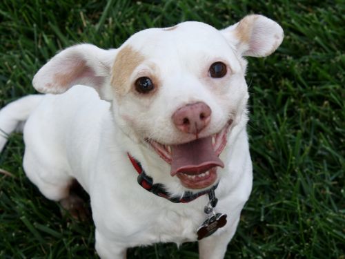 . Bernardo - I'm an easy dog! .