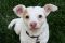 . Bernardo - I'm an easy dog! .