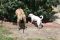 . Bernardo - I'm an easy dog! .