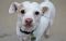 . Bernardo - I'm an easy dog! .