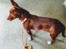 . Chestnut .