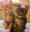 http://photos.petfinder.com/photos/pets/42664552/1/?bust=1536032233&width=60&-pnt.jpg