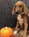 . Pumpkin .