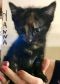 http://photos.petfinder.com/photos/pets/42671661/1/?bust=1536110253&width=60&-pnt.jpg