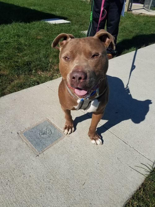 . Mojo .