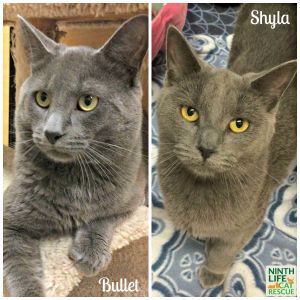 . Shyla & Bullet .