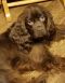 http://photos.petfinder.com/photos/pets/42680221/1/?bust=1536199908&width=60&-pnt.jpg