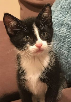 . Scooter .