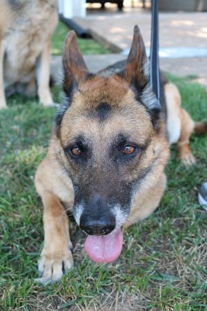 . Gunny (Bonded Pair with Misha) .