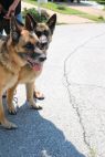 . Gunny (Bonded Pair with Misha) .