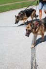 . Gunny (Bonded Pair with Misha) .