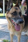 . Gunny (Bonded Pair with Misha) .