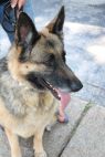 . Misha (Bonded Pair with Gunny) .