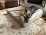 . Misha (Bonded Pair with Gunny) .