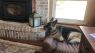 . Misha (Bonded Pair with Gunny) .