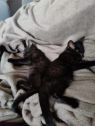 . Kittens .