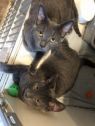 . Kittens .