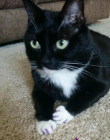. Mittens .