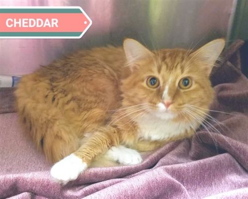 . Cheddar .
