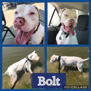 . Bolt .