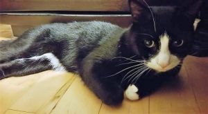 . Sweet Oreo .