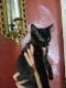 http://photos.petfinder.com/photos/pets/42706607/1/?bust=1539039961&width=60&-pnt.jpg