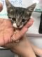 http://photos.petfinder.com/photos/pets/42706612/1/?bust=1536466832&width=60&-pnt.jpg
