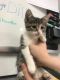 http://photos.petfinder.com/photos/pets/42706617/1/?bust=1536466947&width=60&-pnt.jpg